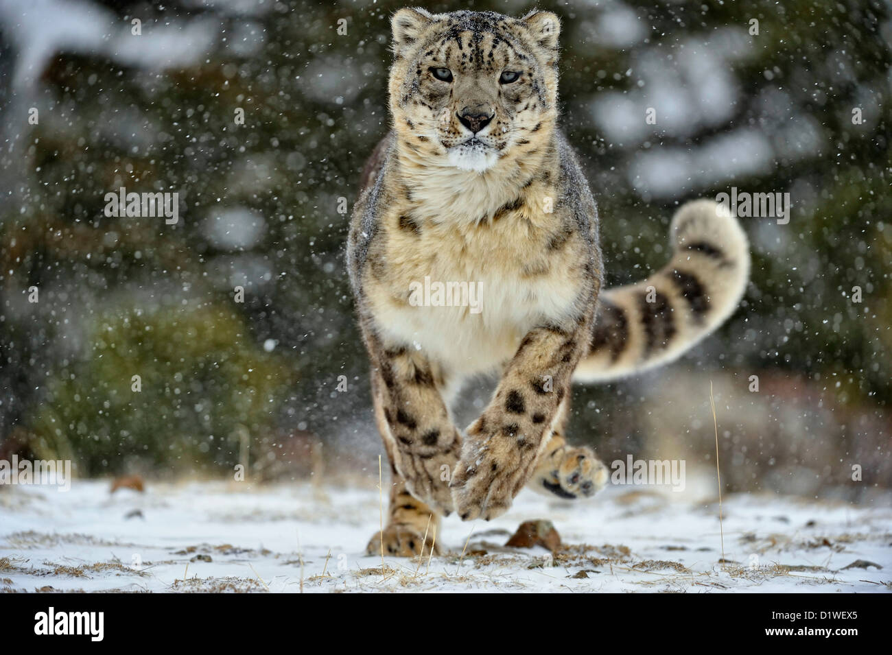 Snow Leopard (Panthera uncia Uncia uncia) ou en captivité, soulevées spécimen, Bozeman Montana, États-Unis Banque D'Images