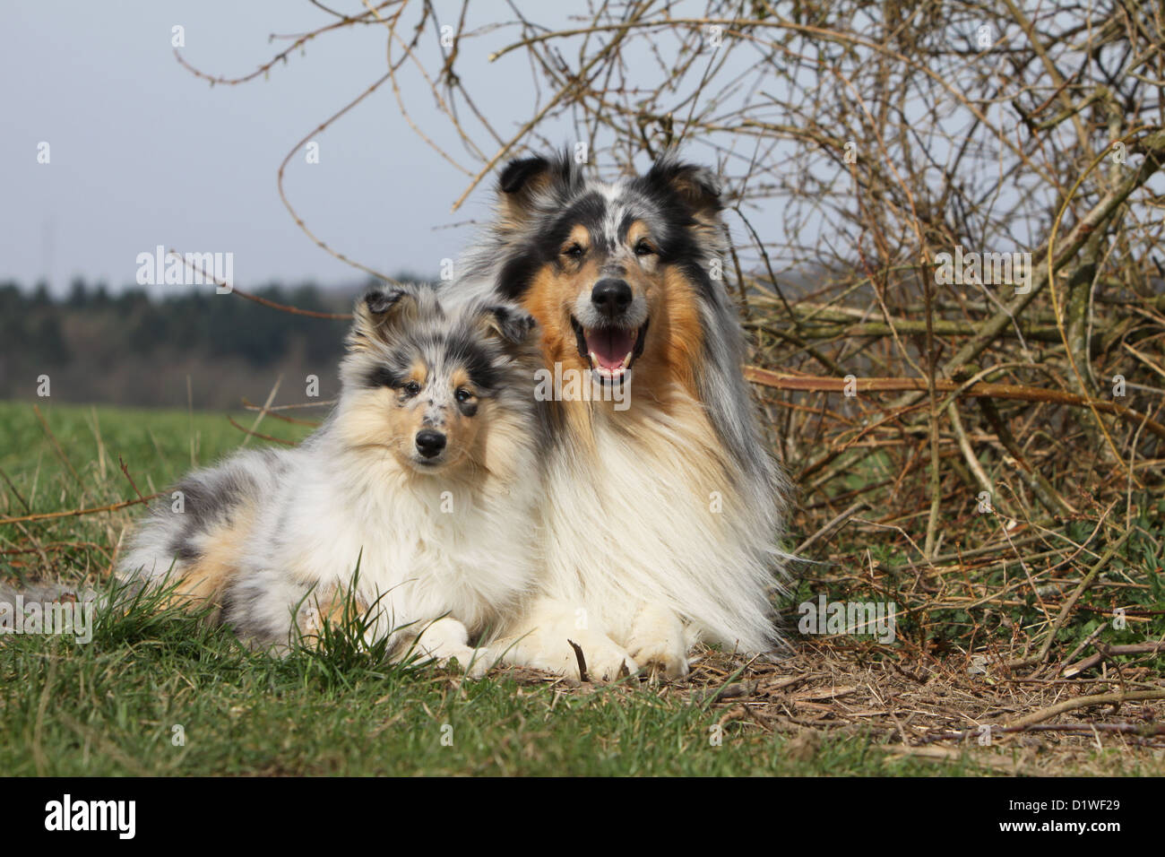 Colley chien Colley écossais / adulte et chiot (bleu merle Photo Stock -  Alamy