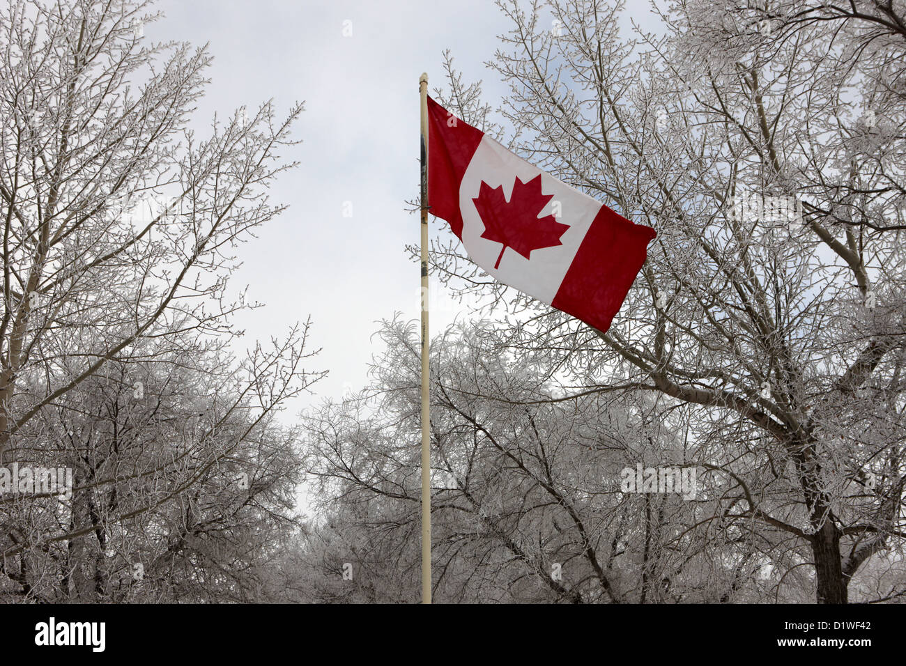 Drapeau du Canada avec vol d'arbres couverts de givre oublier Saskatchewan Canada Banque D'Images
