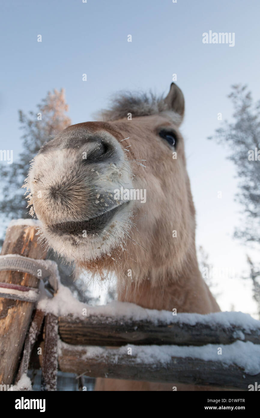 Smiling horse en Laponie, Finlande Banque D'Images