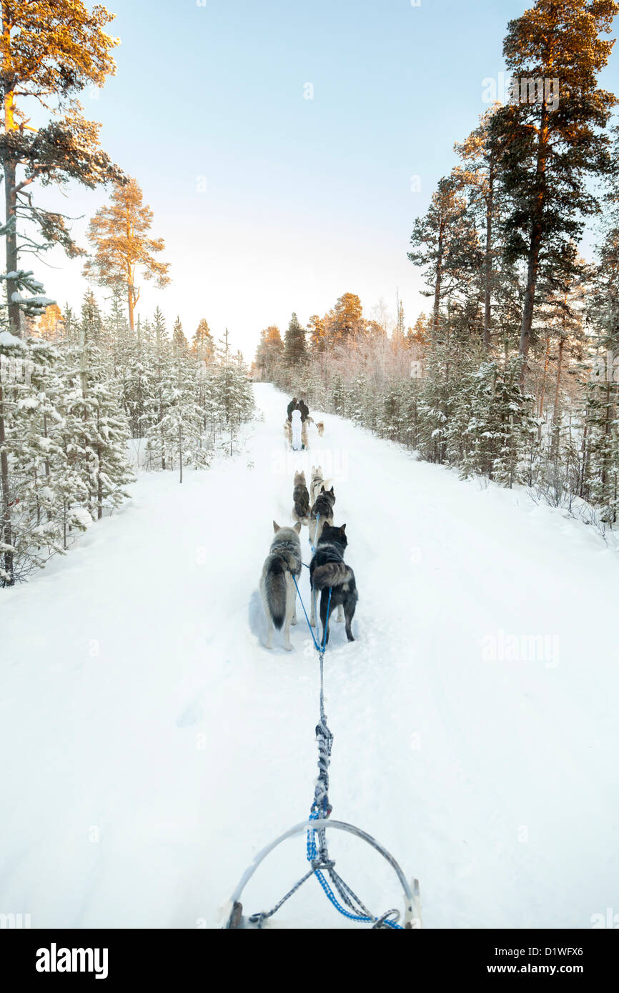 Les touristes l'exécution d'un traîneau à chiens en Laponie Banque D'Images