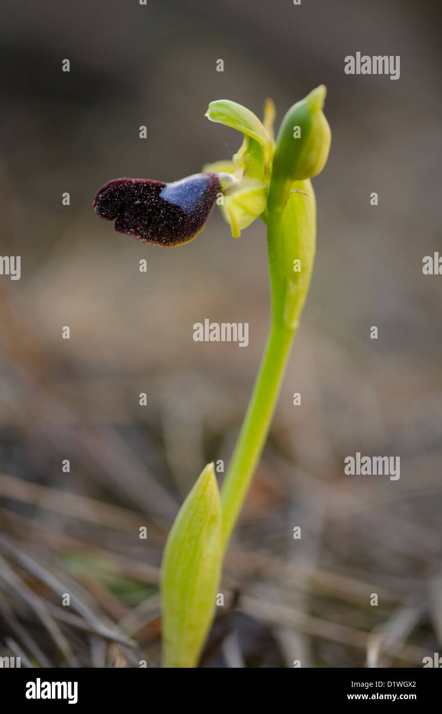 La très rare orchidée Atlas, Ophrys atlantica, Wild Orchid en Andalousie, Sud de l'Espagne. Banque D'Images