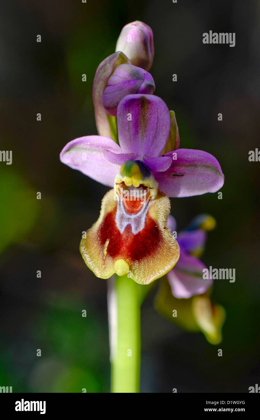 L'orchidée mouche, Ophrys tenthredinifera, Andalousie, Sud de l'Espagne. Banque D'Images
