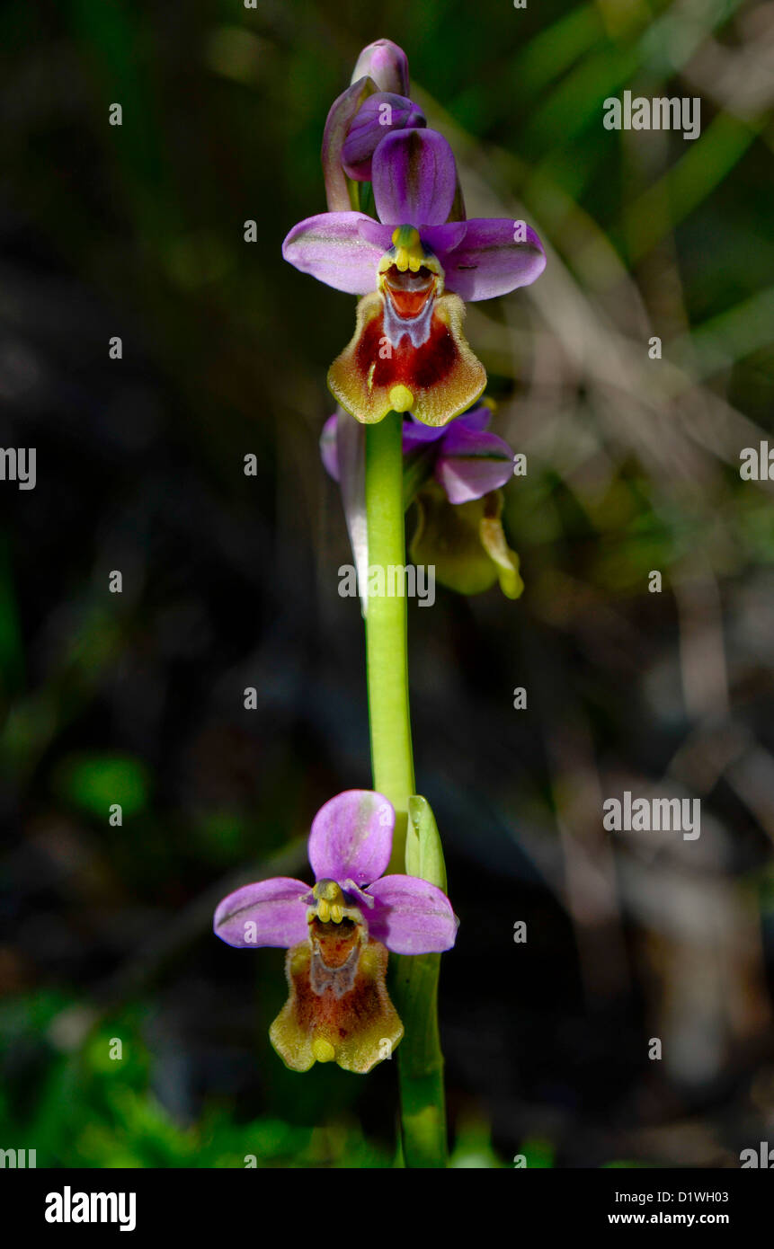 L'orchidée mouche, Ophrys tenthredinifera, Andalousie, Sud de l'Espagne. Banque D'Images