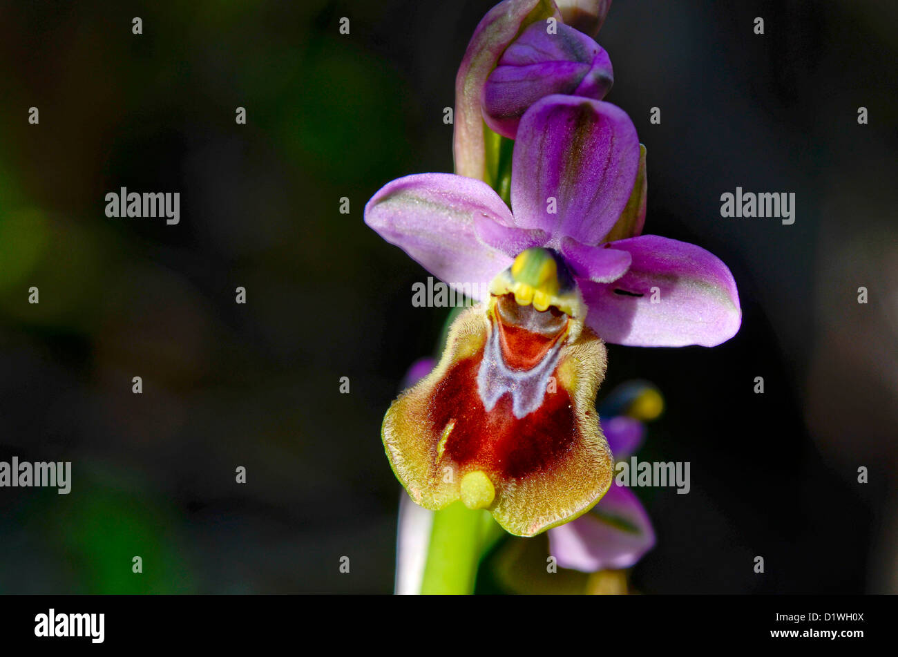 L'orchidée mouche, Ophrys tenthredinifera, Andalousie, Sud de l'Espagne. Banque D'Images