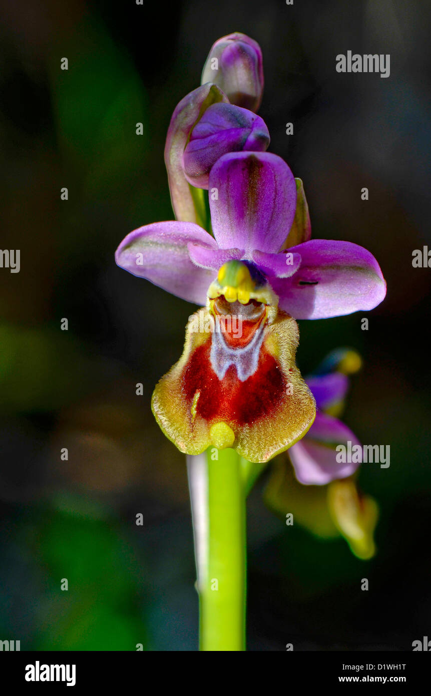 L'orchidée mouche, Ophrys tenthredinifera, Andalousie, Sud de l'Espagne. Banque D'Images