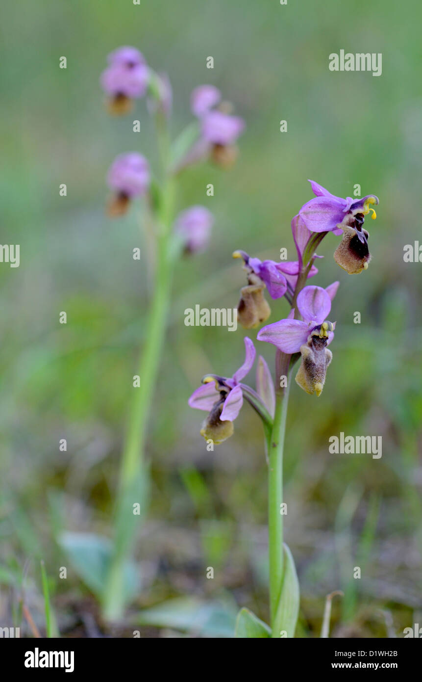 L'orchidée mouche, Ophrys tenthredinifera, Andalousie, Sud de l'Espagne. Banque D'Images