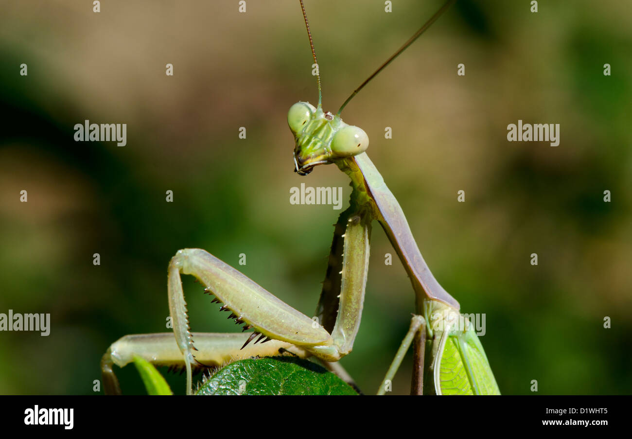 Le portrait d'une mante religieuse sur une feuille, Mantis religiosa, Sphodromantis viridis, Espagne. Banque D'Images