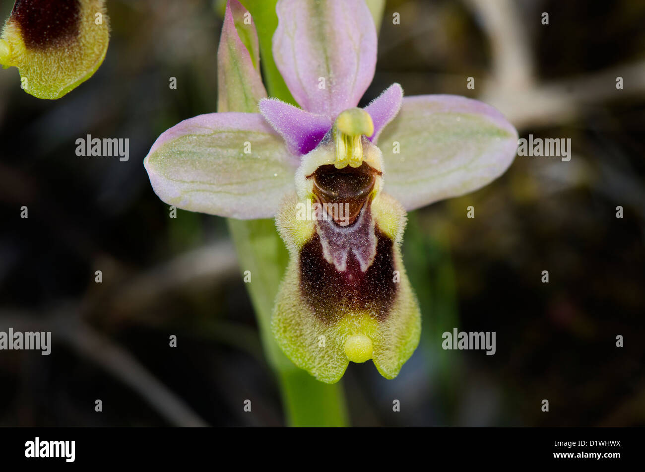 L'orchidée mouche, Ophrys tenthredinifera, Andalousie, Sud de l'Espagne. Banque D'Images