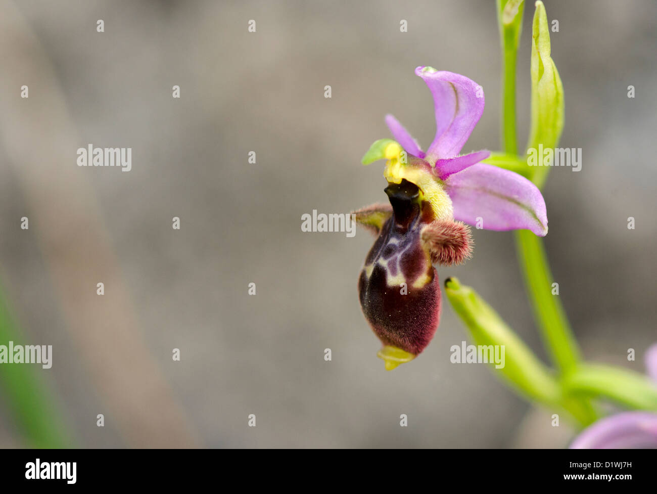 Woodcock orchid , Ophrys scolopax, Andalousie, Sud de l'Espagne. Banque D'Images