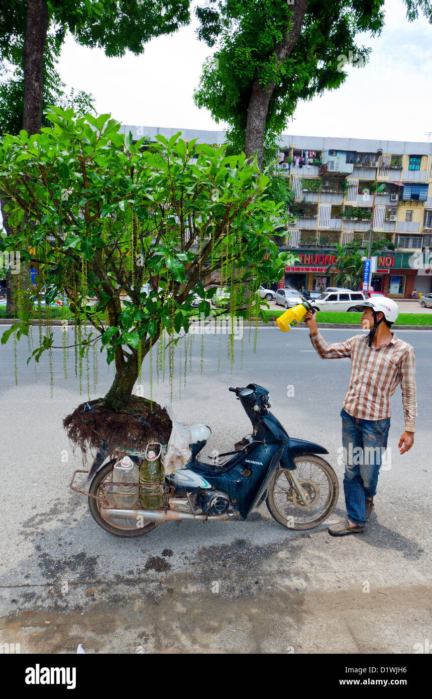 L'homme s'arrêter pour faire le plein de moto lourdement chargée avec un arbre, Hanoi, Vietnam Banque D'Images