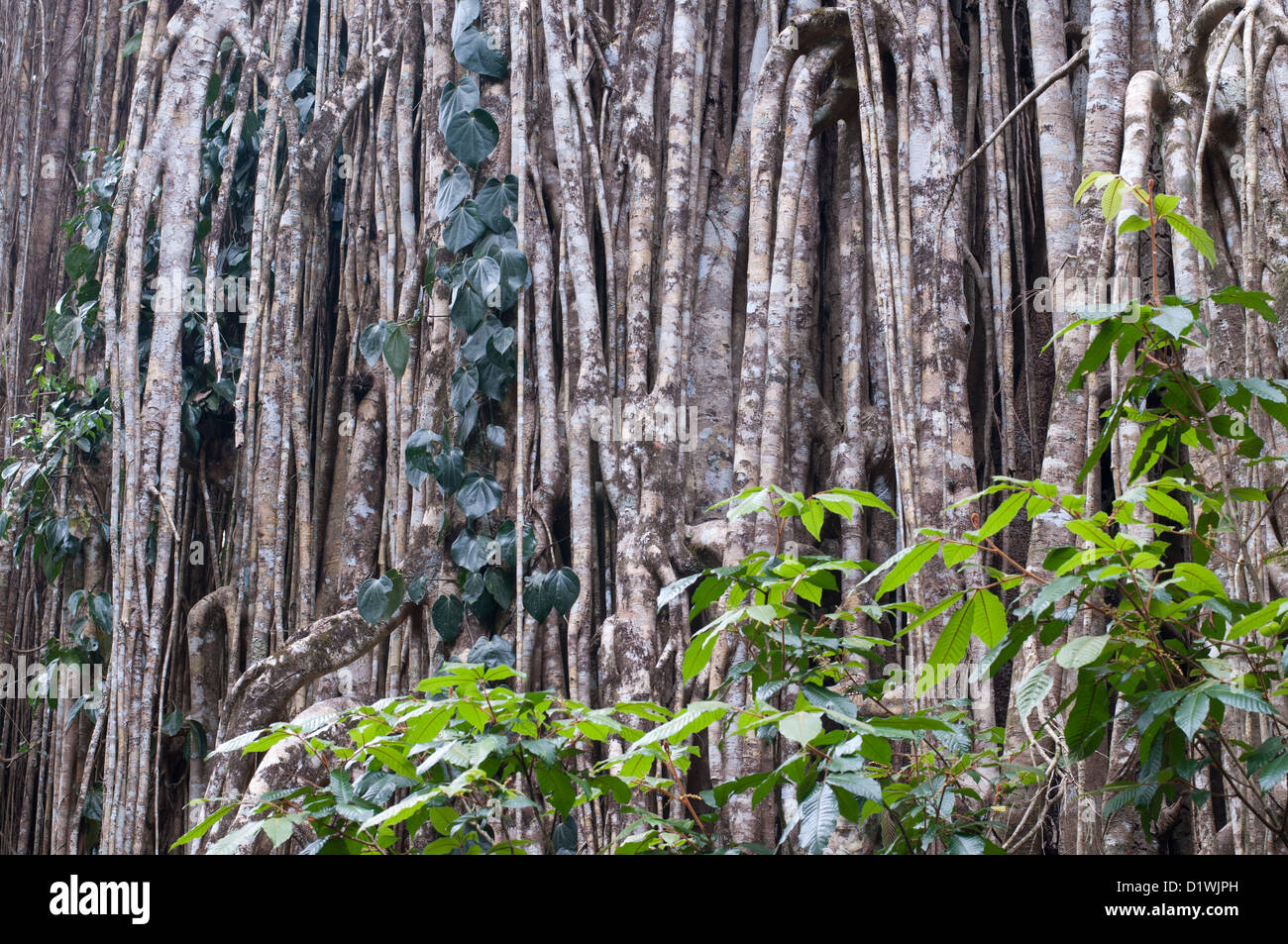 Curtain Fig Banque D'Images