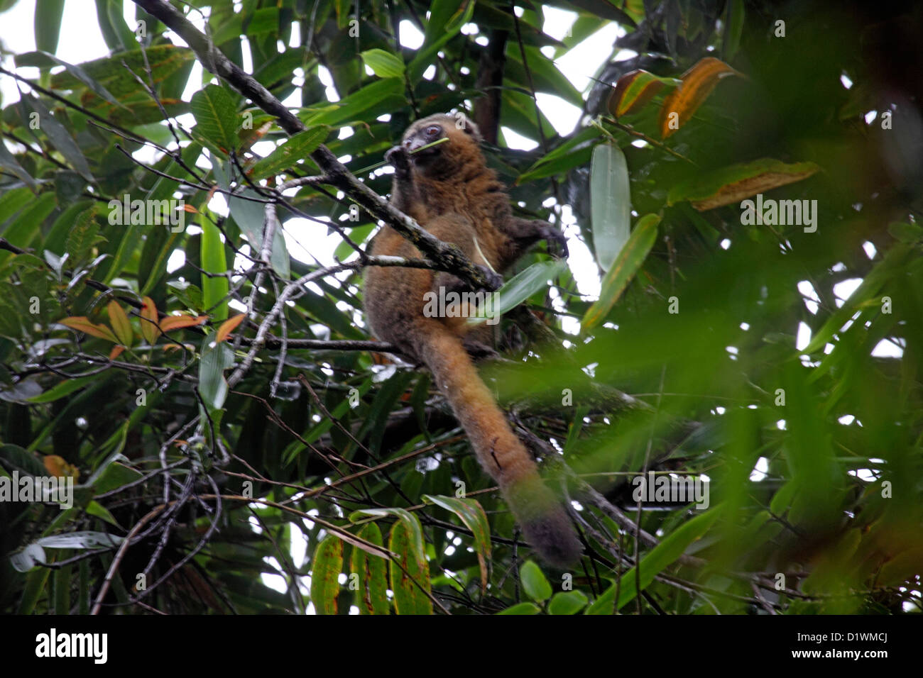 Hapalémur doré dans l'alimentation de la canopée d'arbres dans la forêt de bambou à Madagascar Banque D'Images