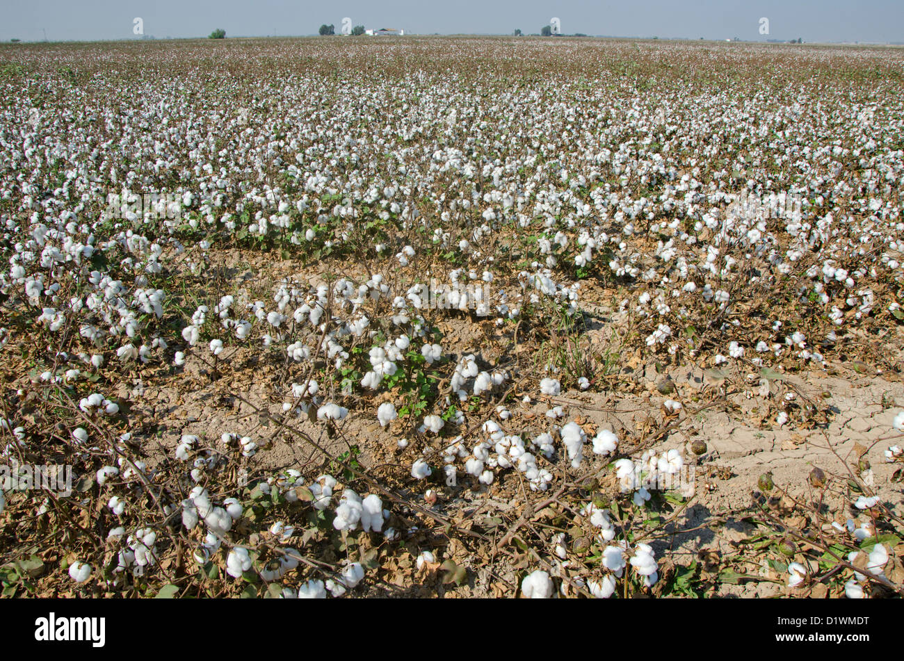 Champs de coton, des terres agricoles, près de Séville, Andalousie, espagne. Banque D'Images