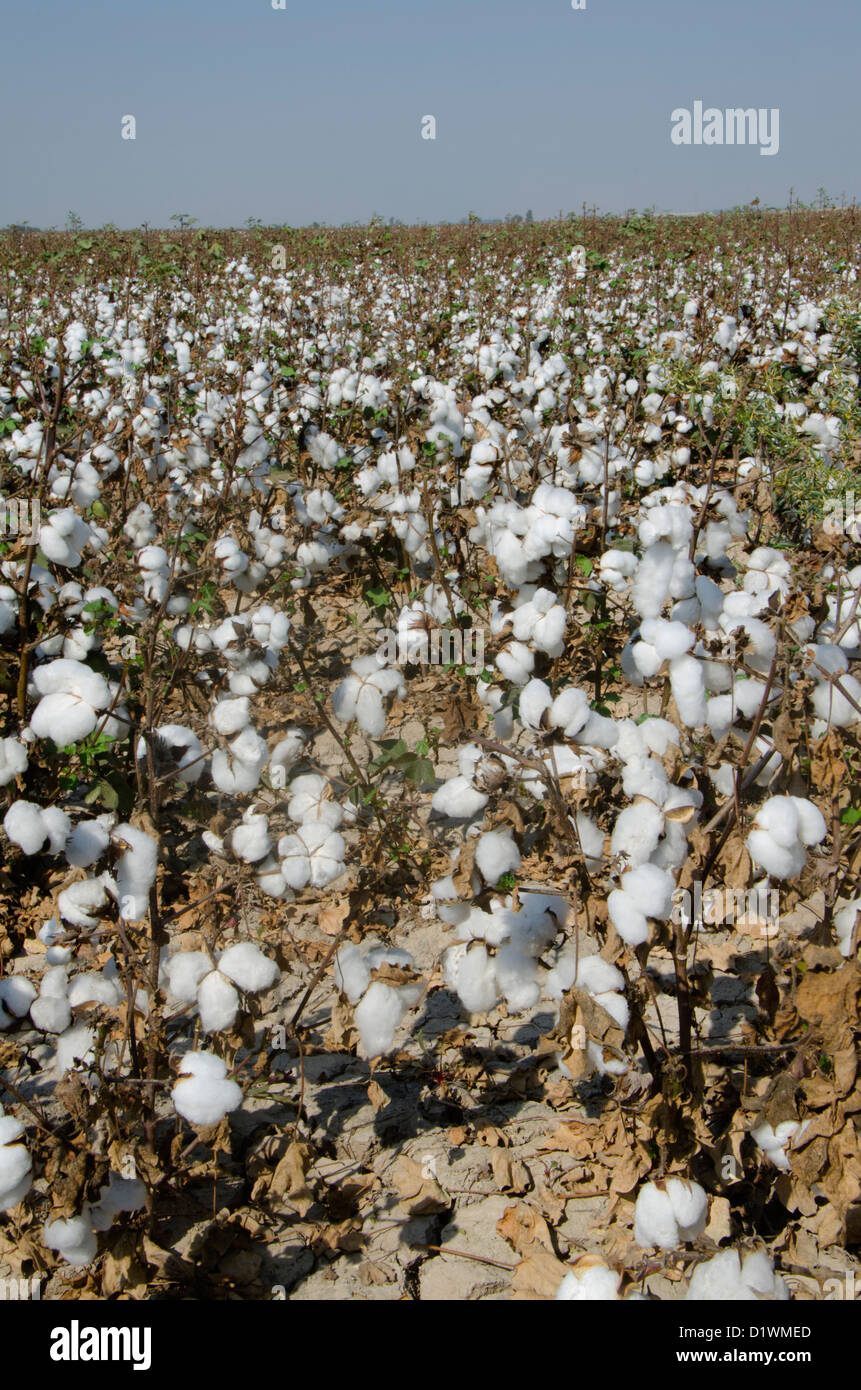 Champs de coton, des terres agricoles, près de Séville, Andalousie, espagne. Banque D'Images