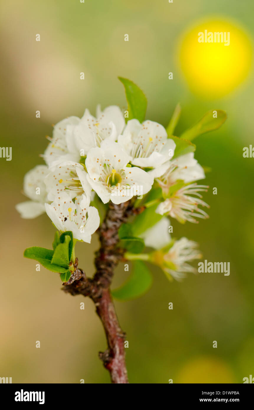 Fleur d'amande douce, Prunus dulcis, la floraison dans ferbruary, Malaga, Espagne. Banque D'Images