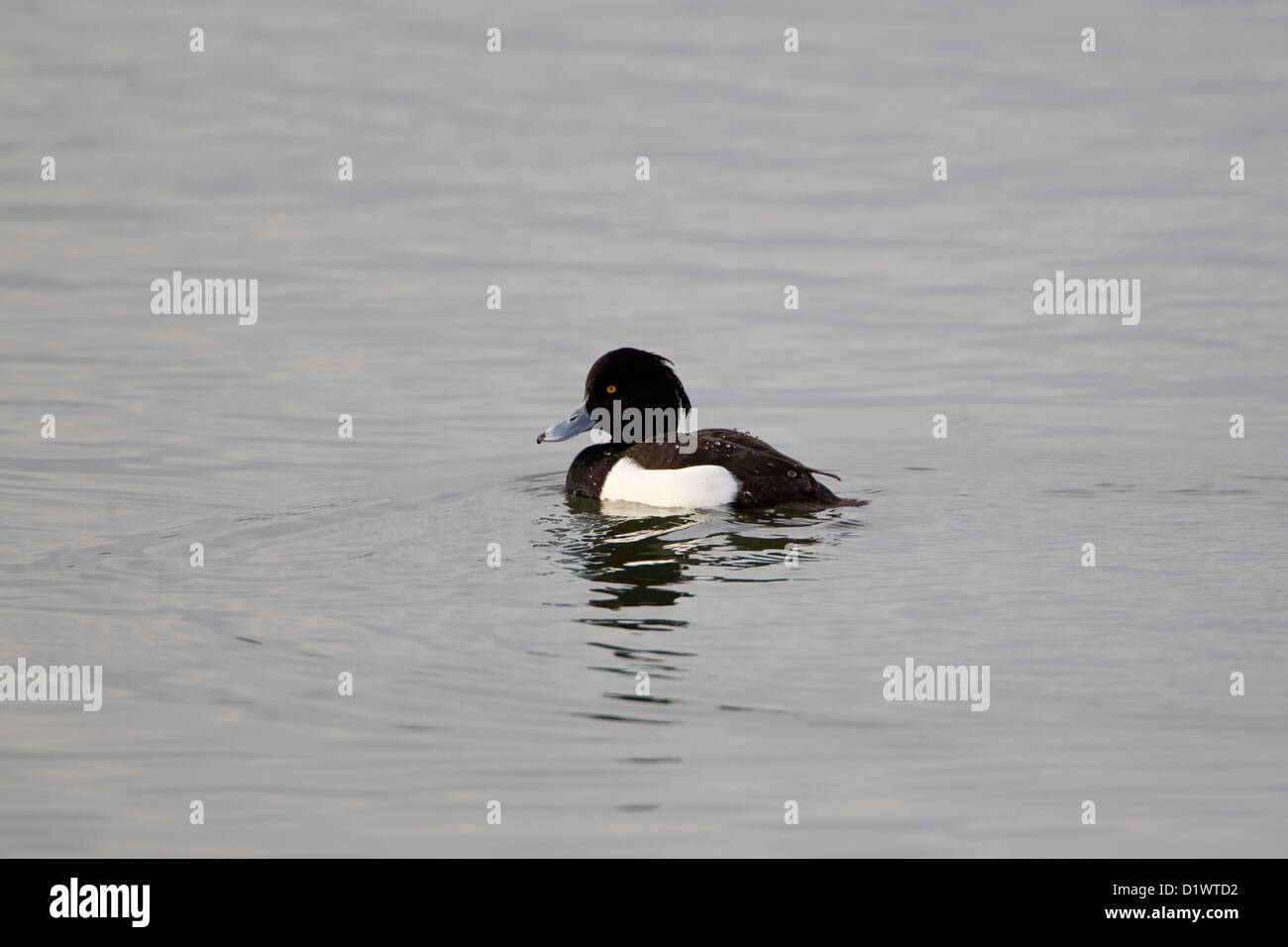 Fuligule morillon Aythya fuligula avec gouttelettes d'eau sur son plumage après avoir vu dans un lac Banque D'Images