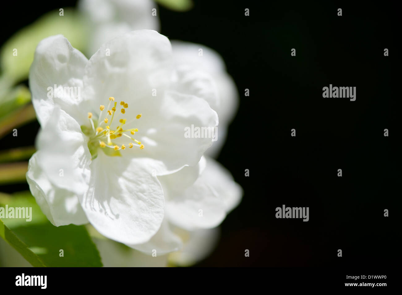 Gros plan d'une belle fleur de cerisier blanc. Banque D'Images