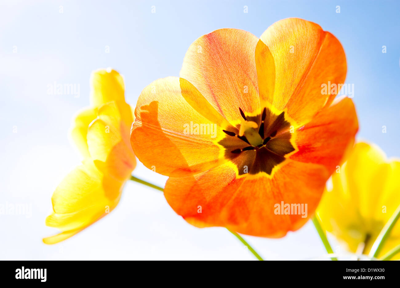 Bouquet de fleurs tulipe jaune et orange. Banque D'Images