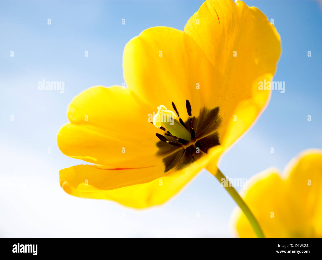 Gros plan d'une tulipe jaune oranger. Banque D'Images