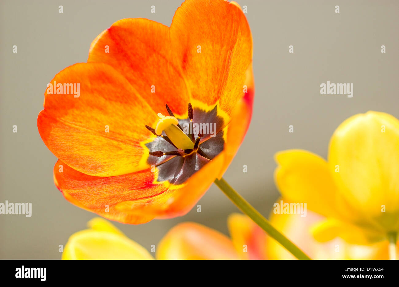 Pâques Orange Tulip. Banque D'Images