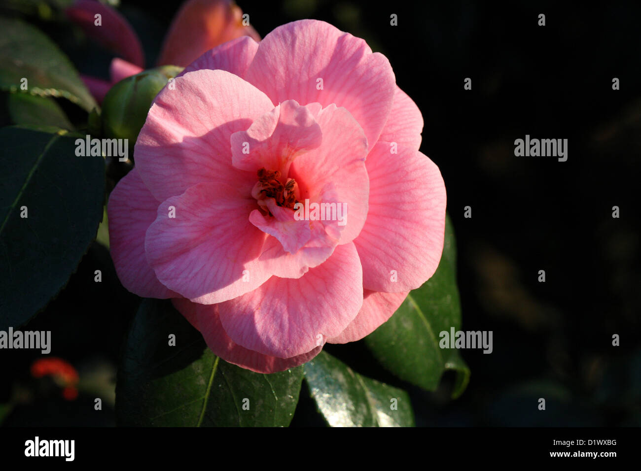 Camellia Camellia, maliflora, Theaceae. Banque D'Images