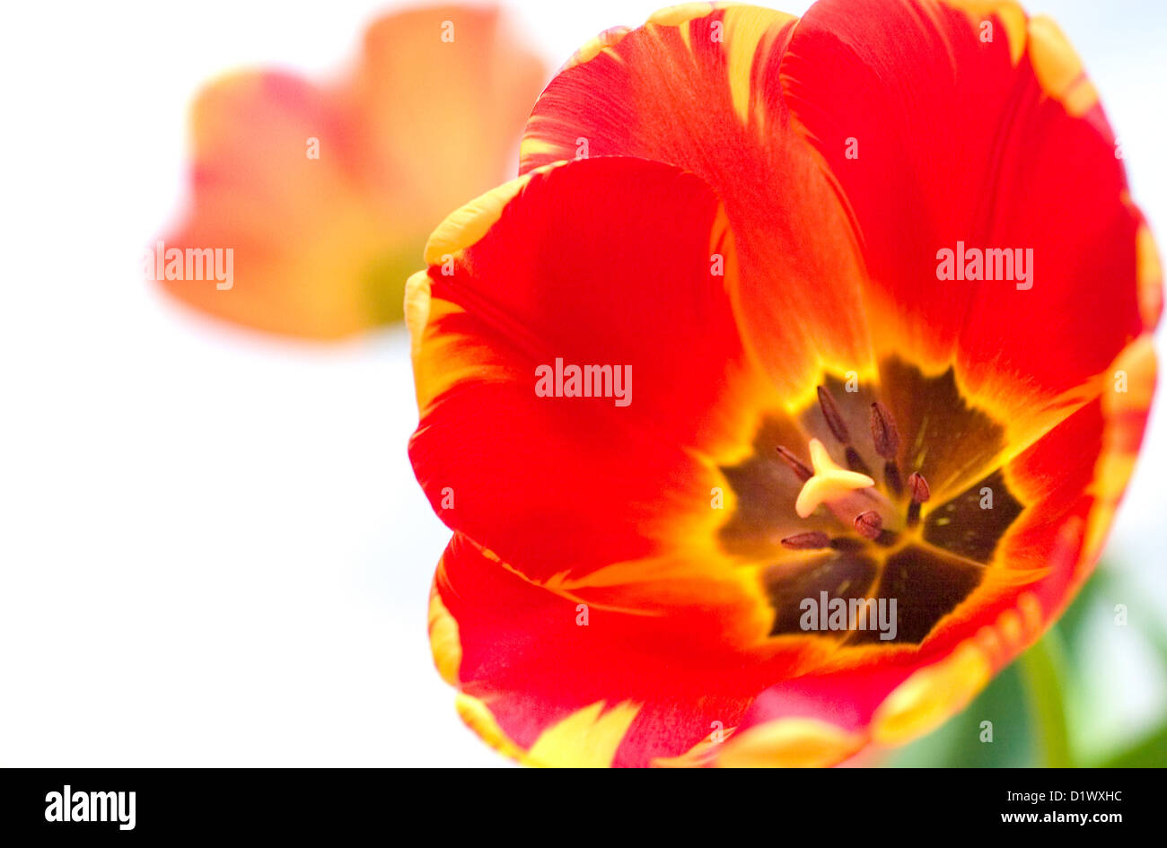 Gros plan d'une belle fleur tulipe rouge et jaune. Banque D'Images