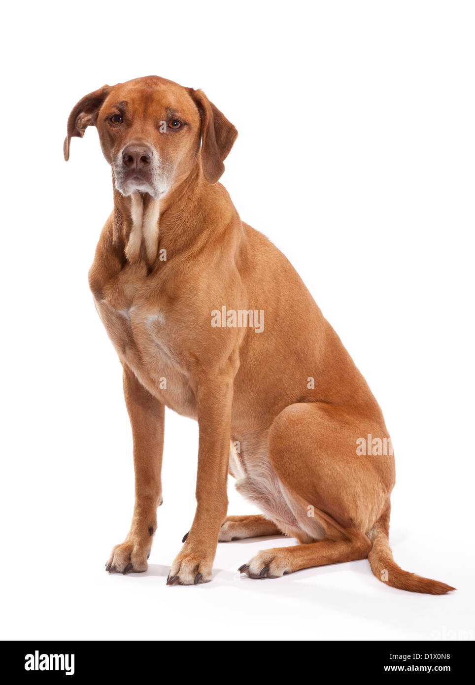 Le Rhodesian Ridgeback chien à 8 ans Banque D'Images