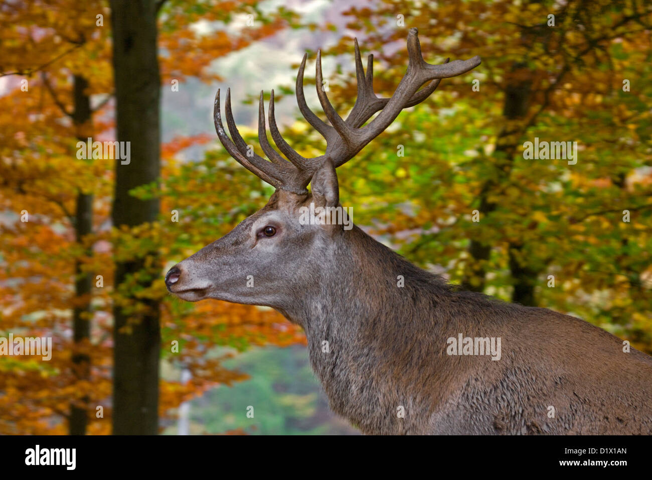 Red Deer (Cervus elaphus) stag close-up en forêt d'automne Banque D'Images