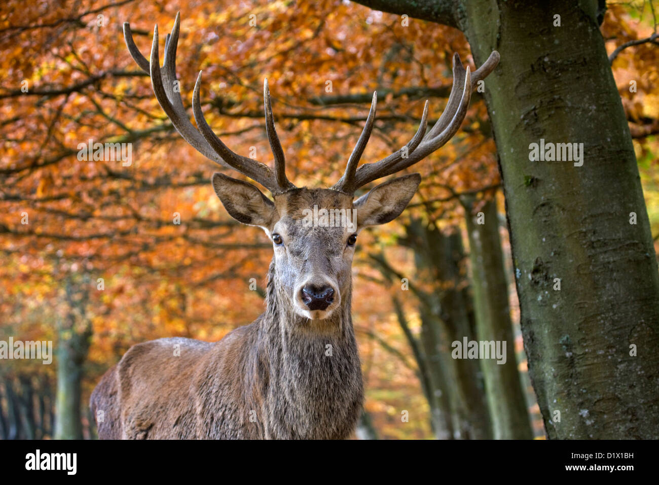 Red Deer (Cervus elaphus) stag close-up en forêt d'automne, Ardennes Belges, Belgique Banque D'Images