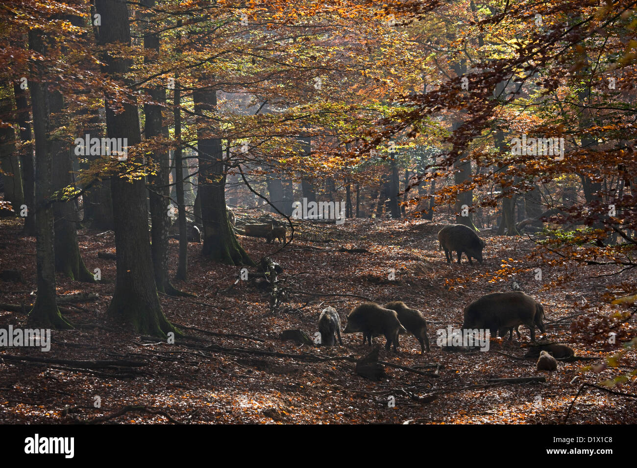 Anémomètre de sangliers (Sus scrofa) se nourrissent dans forêt d'automne dans les Ardennes Belges, Belgique Banque D'Images