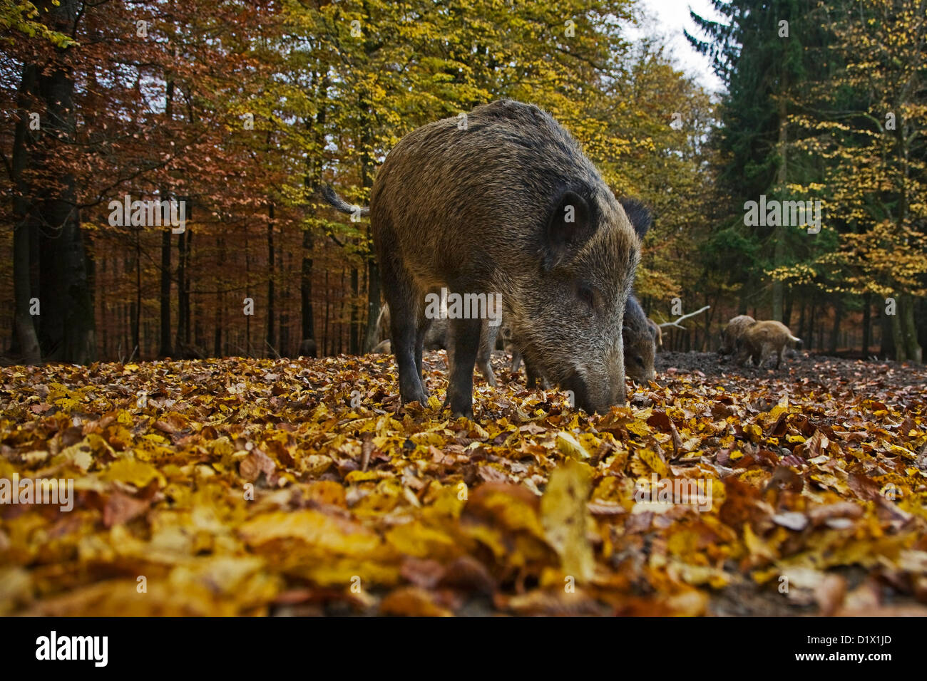 Le sanglier (Sus scrofa) anémomètre en quête de nourriture dans la litière avec son museau dans la forêt d'automne dans les Ardennes Belges, Belgique Banque D'Images