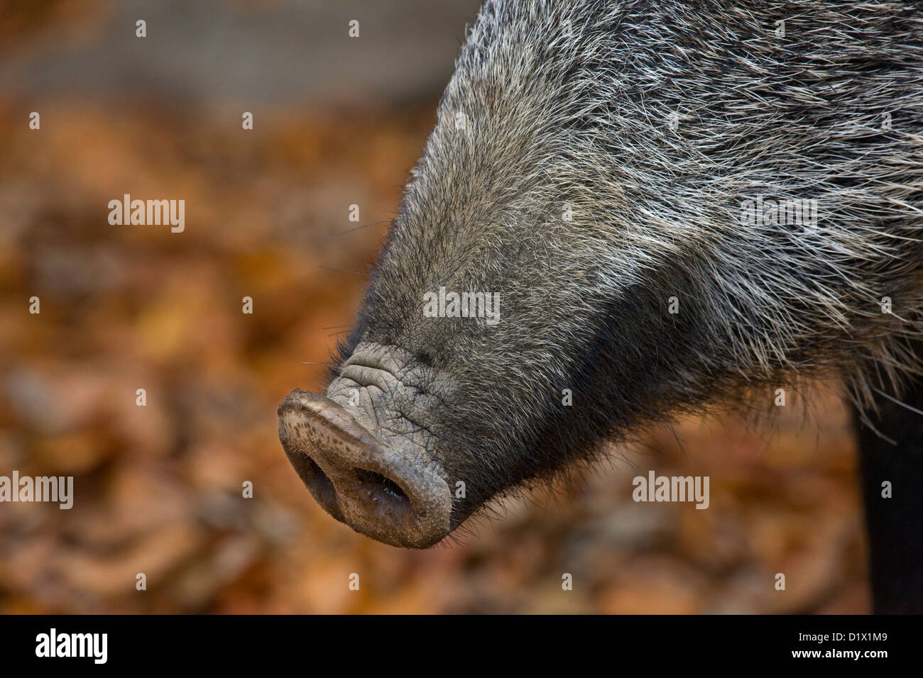 Le sanglier (Sus scrofa) close up du museau en forêt d'automne dans les Ardennes Belges, Belgique Banque D'Images