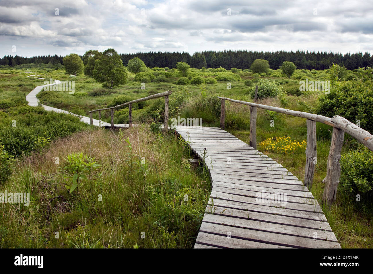 Promenade en bois liquidation dans la lande à la Hautes Fagnes / réserve naturelle des Hautes Fagnes dans les Ardennes Belges, Belgique Banque D'Images
