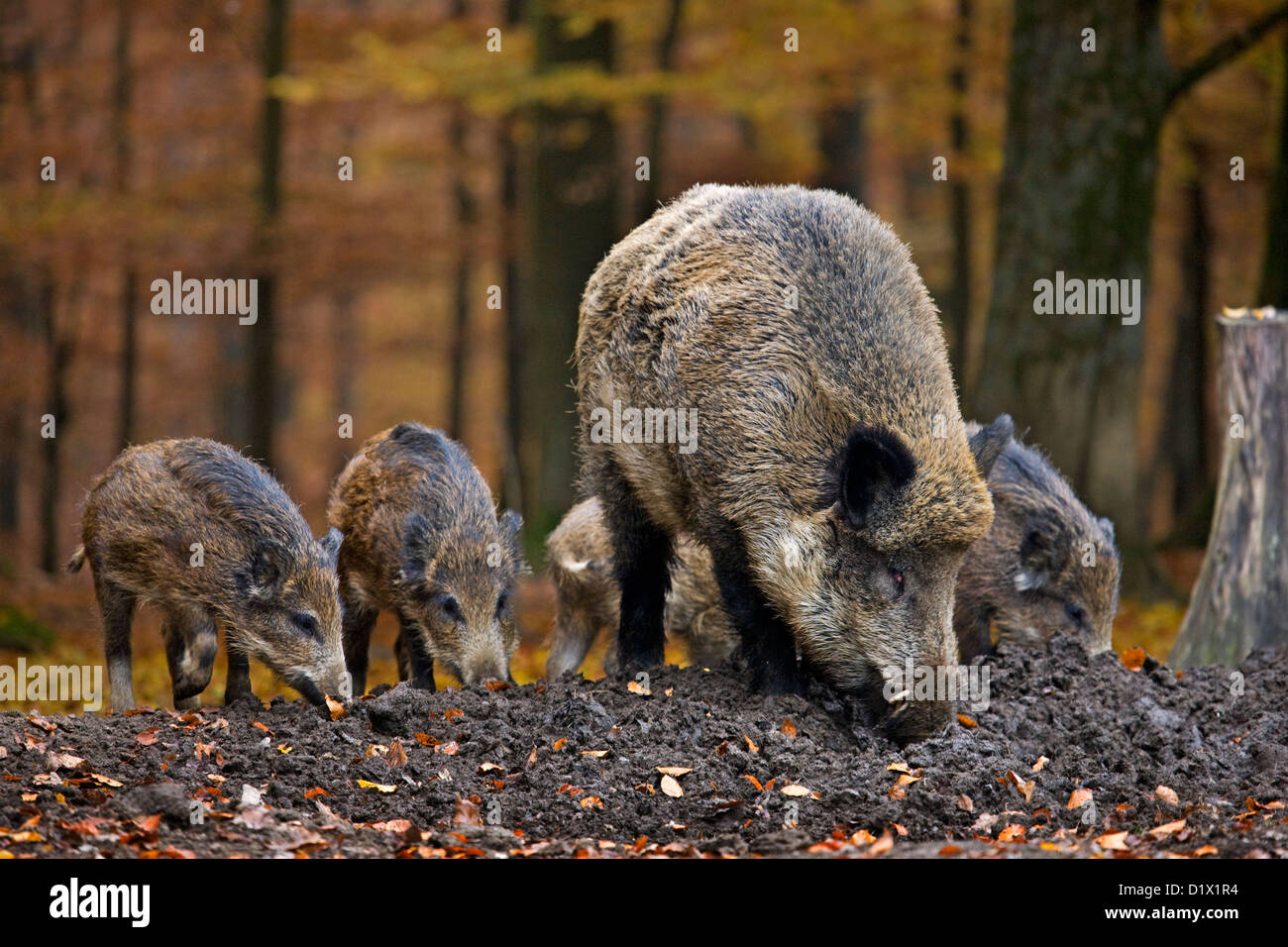 Le sanglier (Sus scrofa) avec porcelets creuser vers le haut de la nourriture dans le sol avec son museau dans la forêt d'automne dans les Ardennes Belges, Belgique Banque D'Images