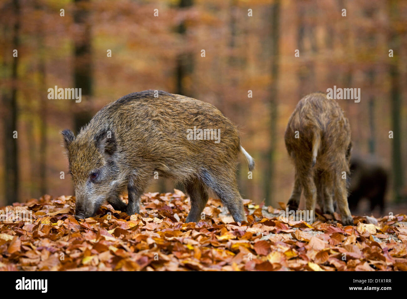 Le sanglier (Sus scrofa) la quête de nourriture avec son museau dans la litière en forêt d'automne, Ardennes Belges, Belgique Banque D'Images