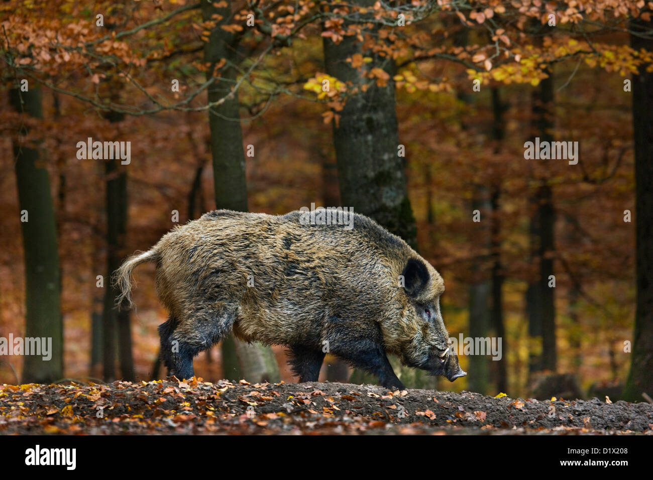 Le sanglier (Sus scrofa) se nourrissent dans forêt d'automne dans les Ardennes Belges, Belgique Banque D'Images