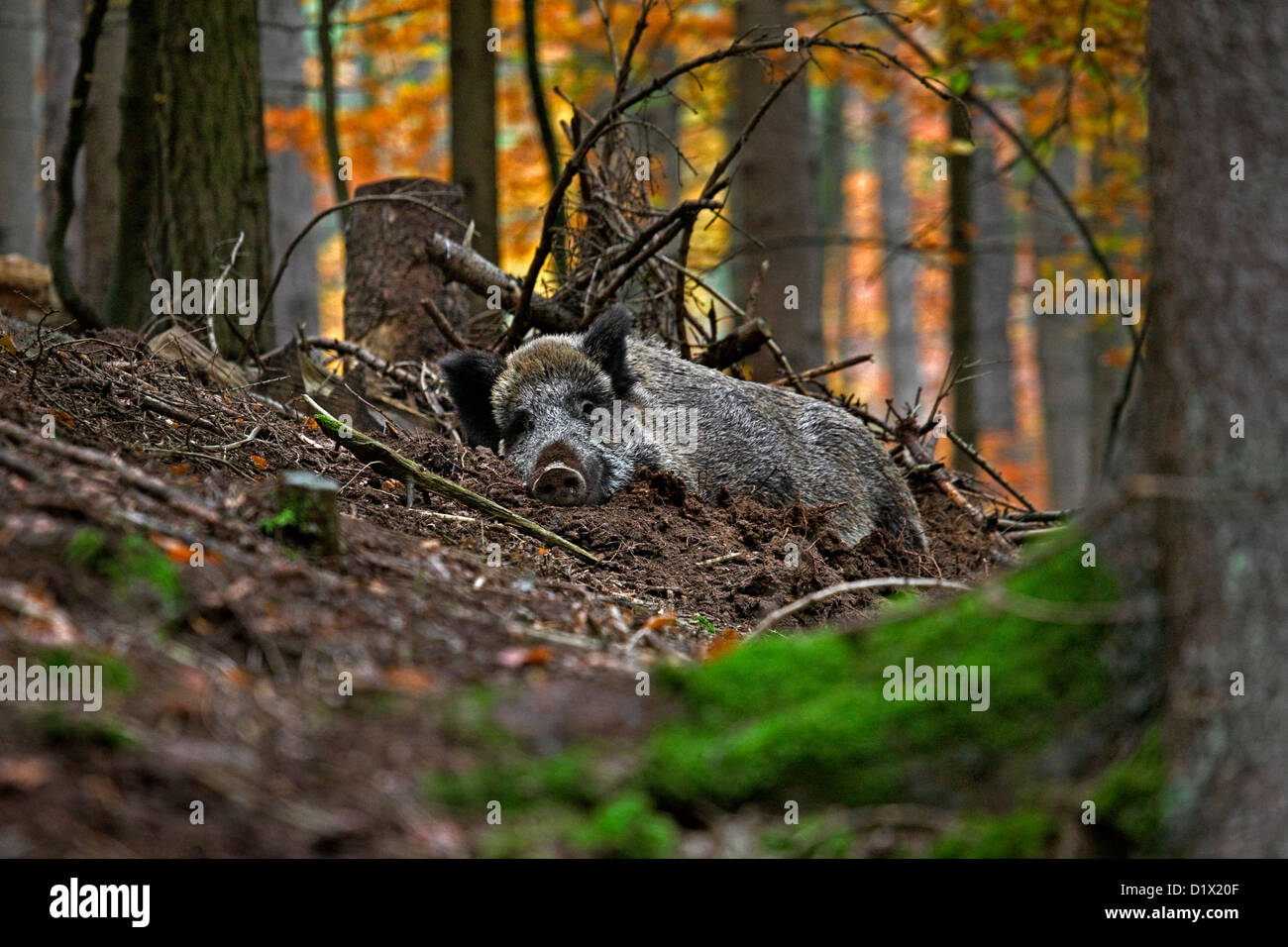 Le sanglier (Sus scrofa) dormant dans forêt d'automne dans les Ardennes Belges, Belgique Banque D'Images