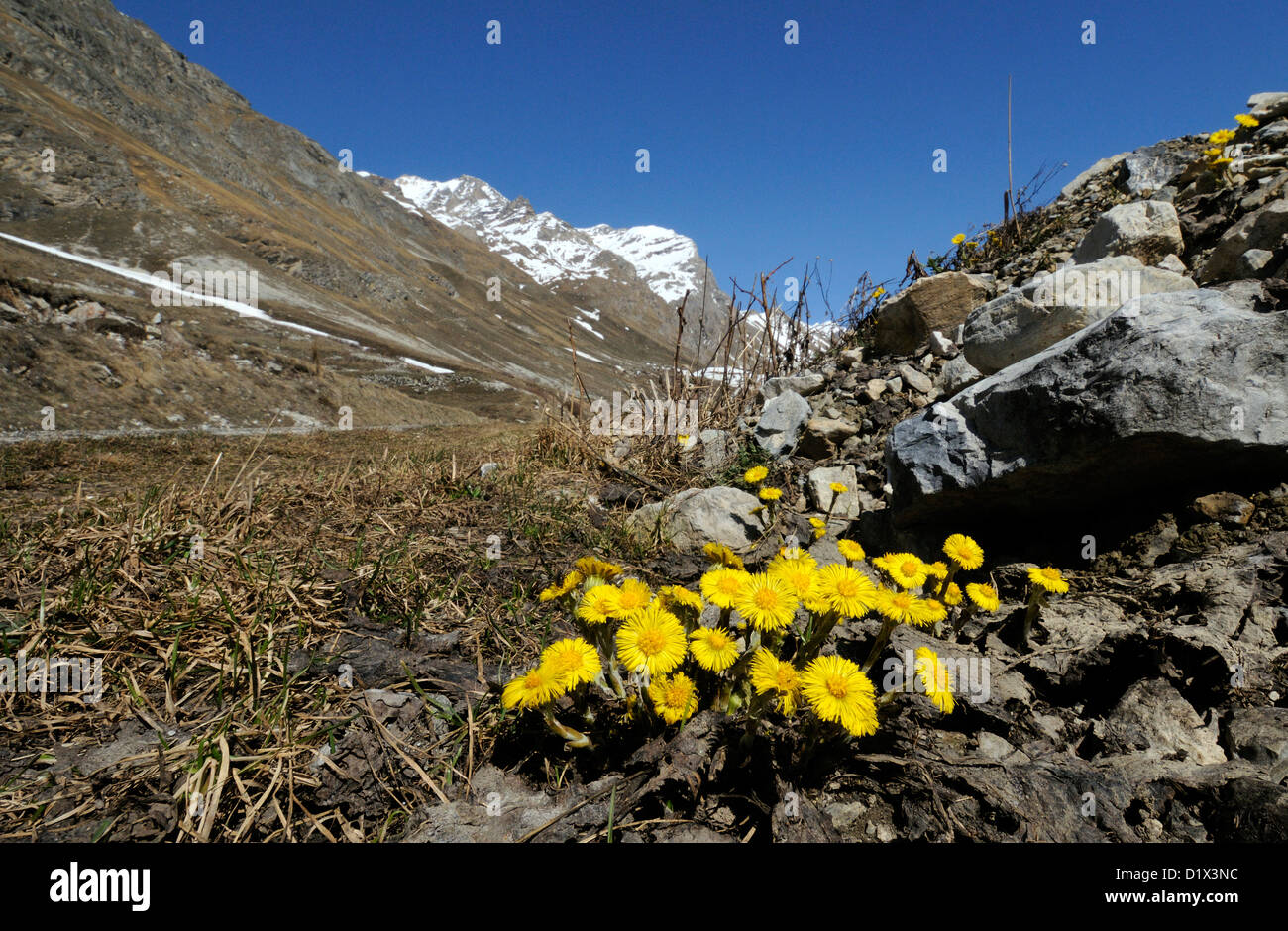 Tussilage (Tussilago farfara) fleurs apparaissent avant les feuilles sur une route de montagne avove Val d'Isère. Val d'Isère, Savoie, France. 09AVR11 Banque D'Images