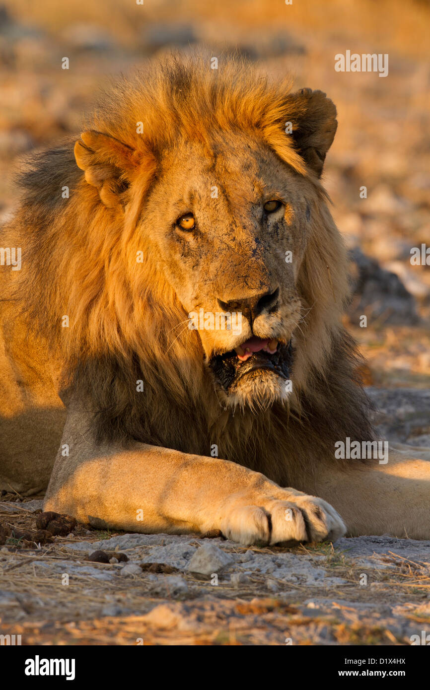 Portrait d'un homme lion dans le parc national d'Etosha, Namibie Banque D'Images