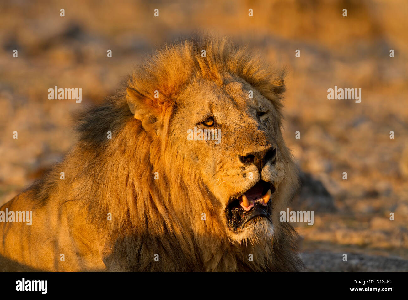 Portrait d'un vieux lion dans la nature. Banque D'Images