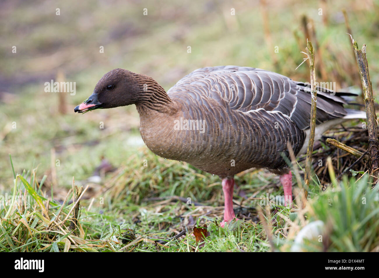 Oie à bec rose, Anser brachyrhynchus ; Royaume-Uni ; l'hiver Banque D'Images