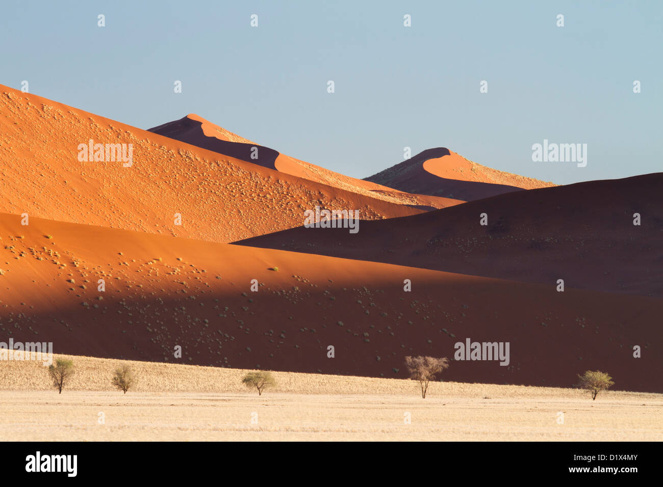 Dunes de sable et les arbres dans le parc national du Namib-Naukluft Namibie Banque D'Images