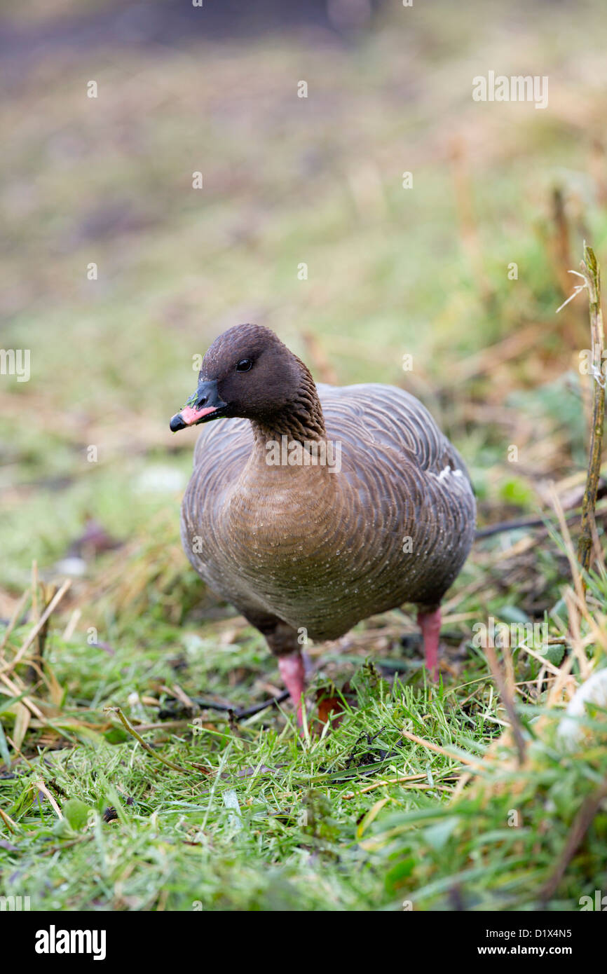 Oie à bec rose, Anser brachyrhynchus ; Royaume-Uni ; l'hiver Banque D'Images