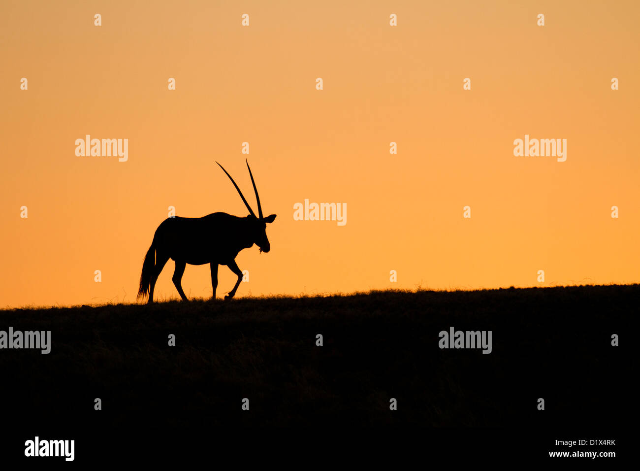 Silhouette d'Oryx dans Namib-Naukluft National Park, la Namibie d'utilisation non exclusive pour l'accord d'un magazine en ligne (août 2014) Banque D'Images
