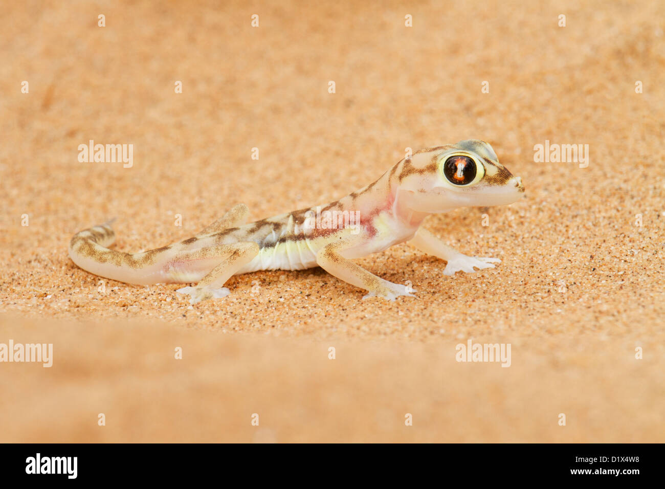 Dunes du Namib en Namibie Gecko Banque D'Images