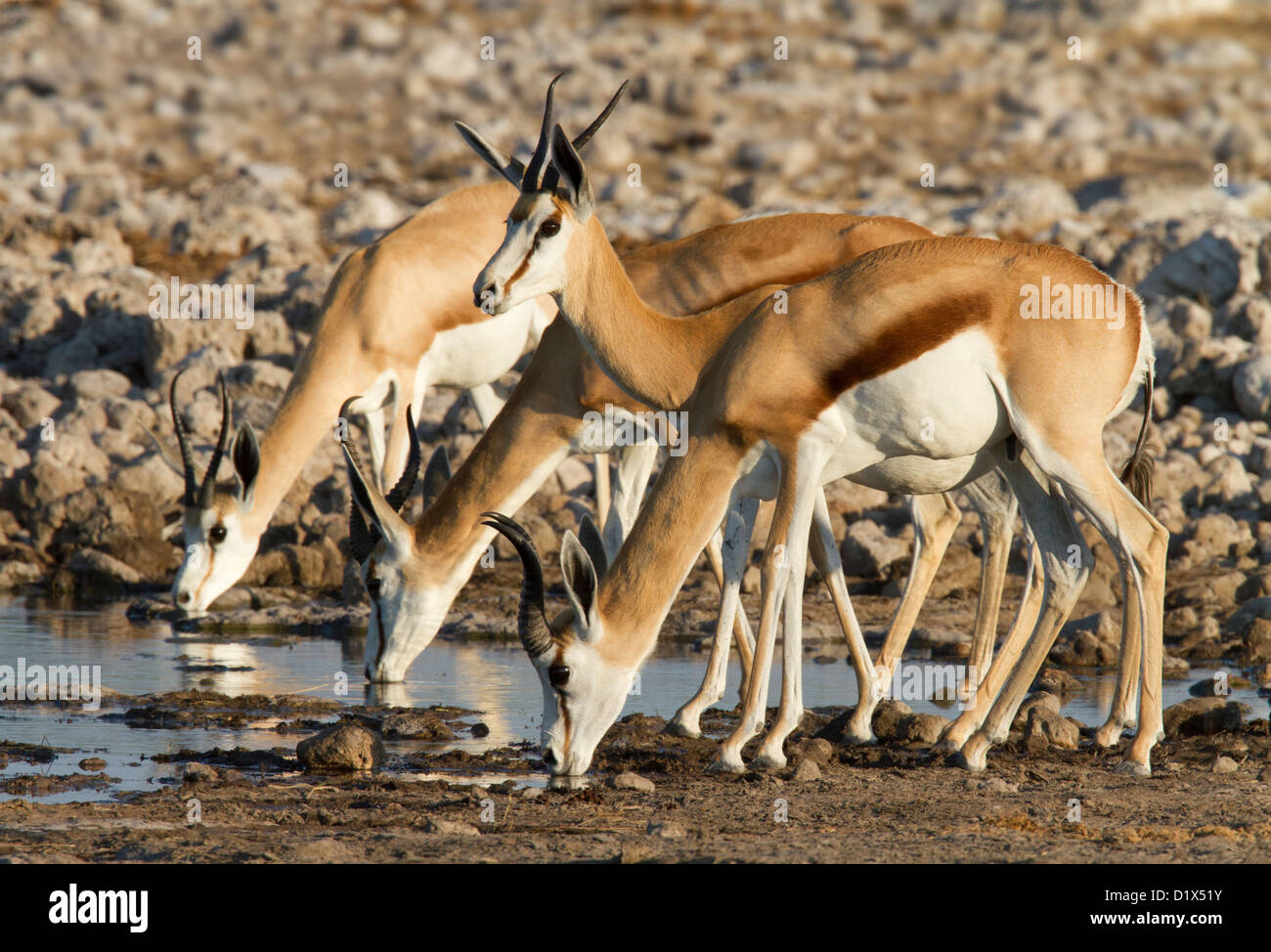 Les Springboks à trou d'eau dans le parc national d'Etosha, Namibie Banque D'Images