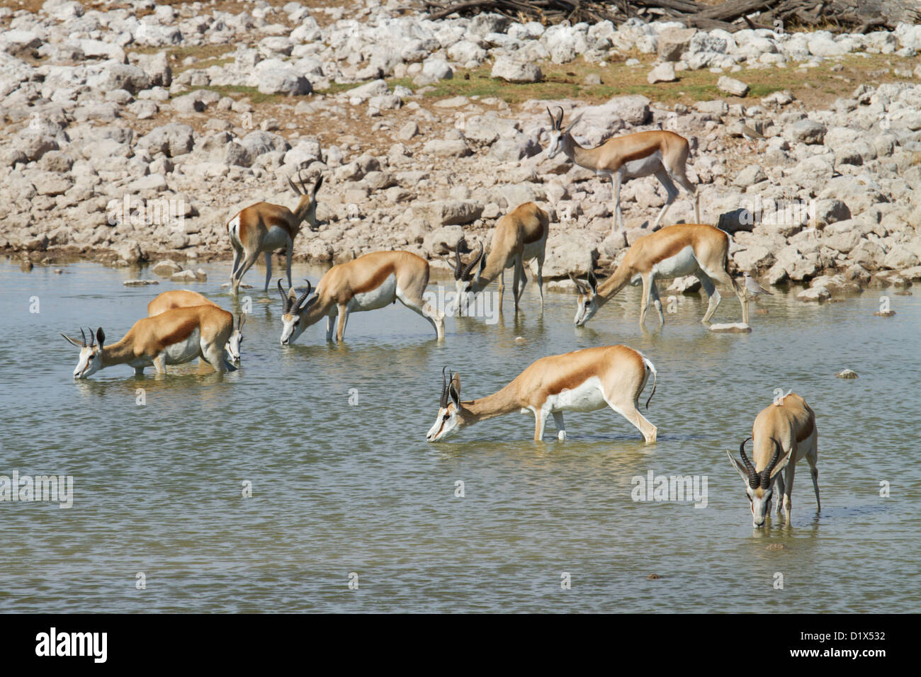 Springbok troupeau boire au point d'eau dans le parc national d'Etosha, Namibie Banque D'Images