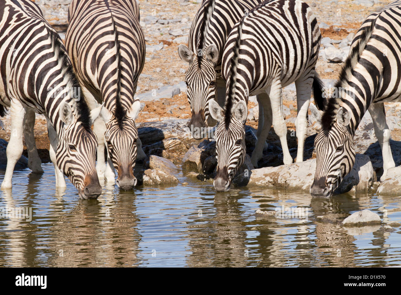 Zebra boire dans le parc national d'Etosha, Namibie Banque D'Images