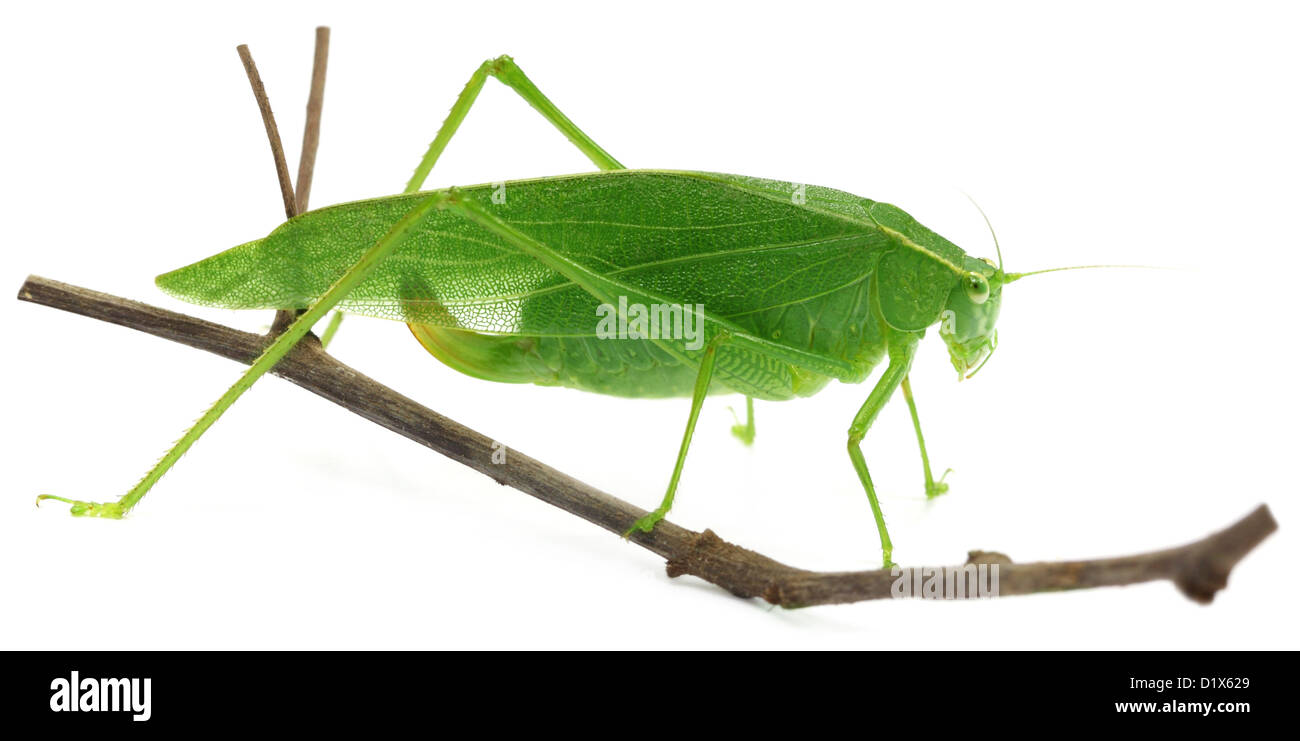 Sauterelle verte sur une brindille sur fond blanc Banque D'Images